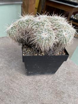 Mammillaria parkinsonii